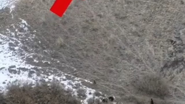 极为难得一见的狗狼大战