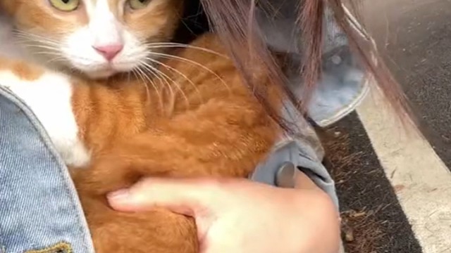 第一次把咪咪放宠物店寄养了五天，回来委屈极了