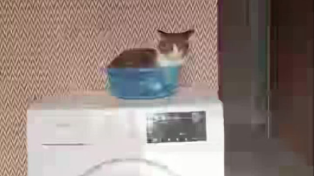 猫咪：不是…妈…我要掉了…不接一下吗？？？