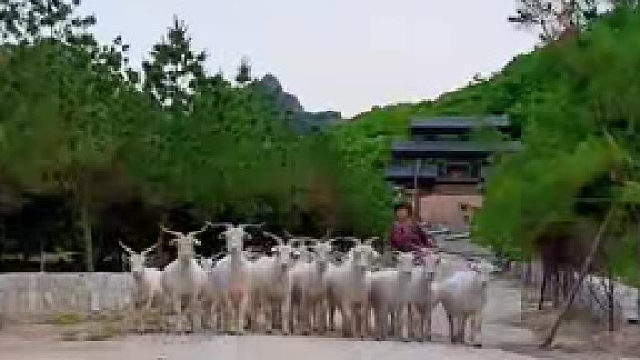 小奶狗当路拦截羊群，结果却被羊群强势围观，网友：没断奶就出来上班了