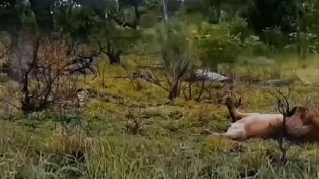 除了雄狮，草原上谁还敢这样肆无忌惮地，仰八叉地睡觉？