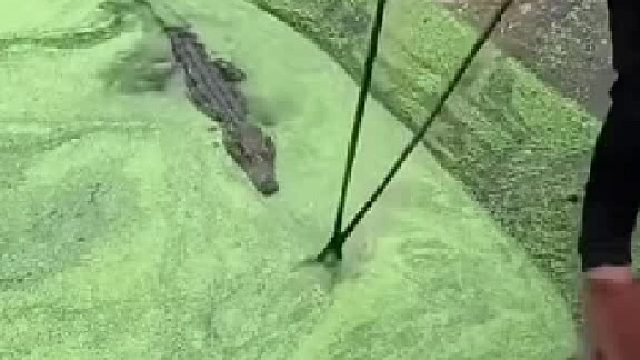 给你们看看 鳄鱼的死亡翻滚有多可怕