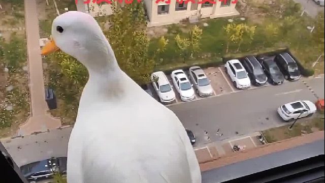 會不會一去不回