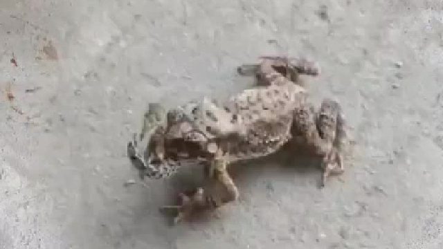 蛇怎么也想不到被癞蛤蟆吃掉