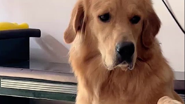 是它自己掉下去的，真的和我没关系