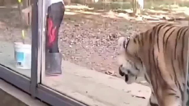 再厉害的猛兽也不敢得罪饲养员