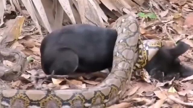 这狗估计内伤了