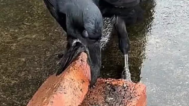 这家伙起码有十几斤的咬合力！