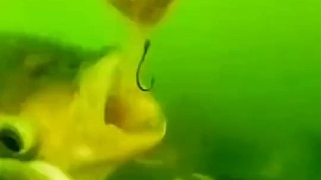 我怀疑我钓的鱼都看过这个视频