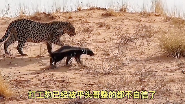 猎豹路过蜜獾平头哥领地不打招呼就想走，蜜獾直接上去就开干