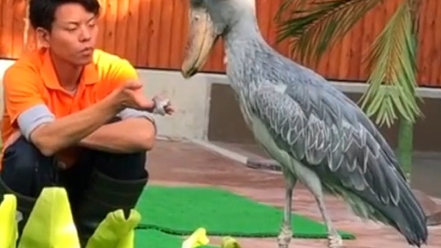 饲养员小哥哥喂鲸头鹳吃小鱼，它却无动于衷，还漏掉鱼