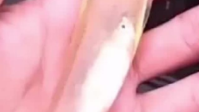 全身透明的鱼，这是银鱼