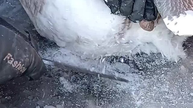 有铁锅炖大鹅，也有铁盆冻大鹅