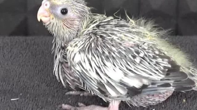 有的动物从出生开始越长越丑，但是鹦鹉却反过来