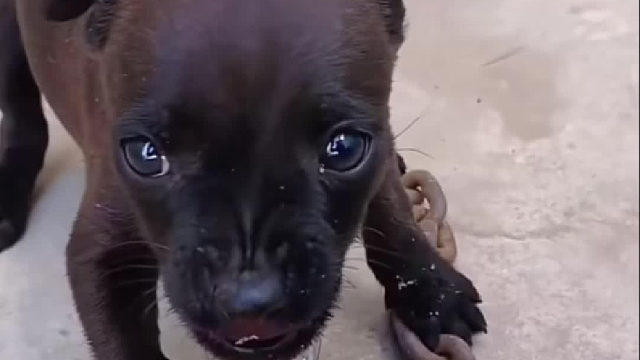 养不熟的狗子啊