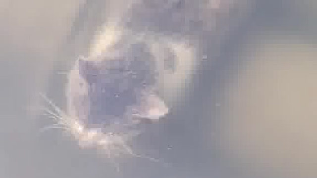 猫还会潜水里啊