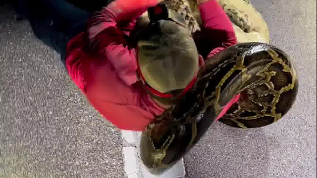 你一直这么勇的吗