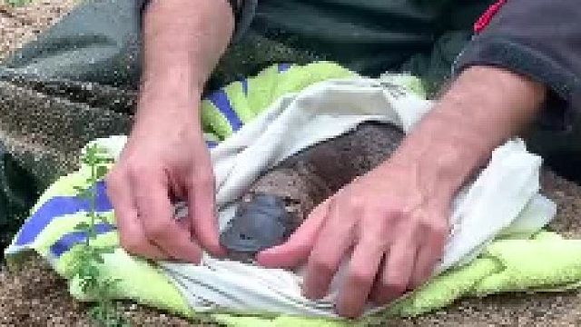 鸭嘴兽今日出游