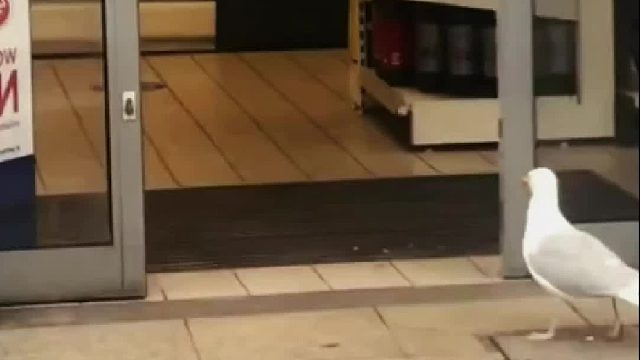 国外小镇上的海鸥经常去店里偷吃薯条，最后被小镇上的人无情戏弄