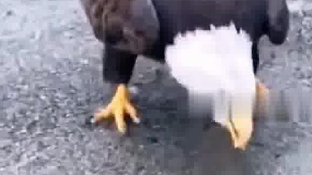 哎呀，这两步给他走的