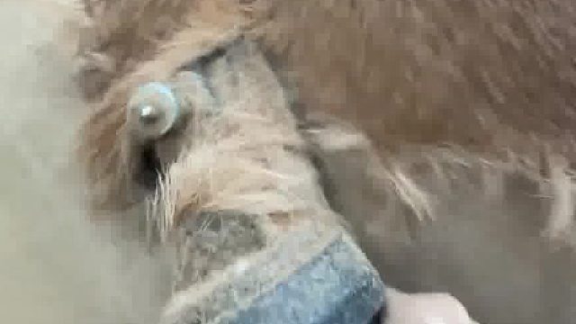 有没有人跟我一样？理发时候碰到推子的瞬间会忍不住的抖一下......