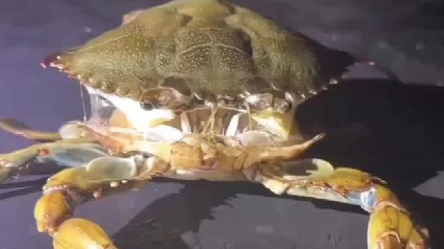 螃蟹脱壳