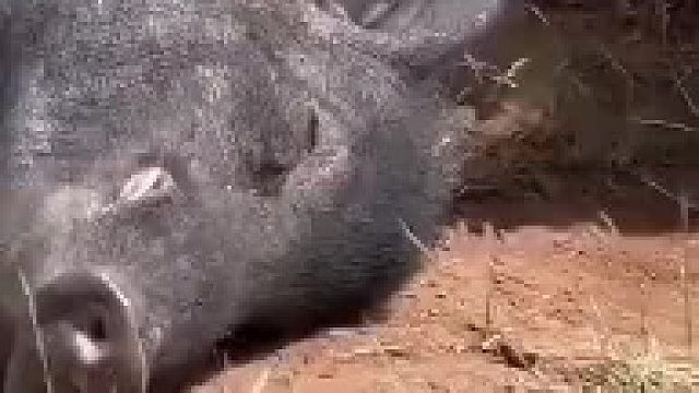 野猪想装死骗过捕食，科莫多巨蜥反复试探，最终还是一无所获