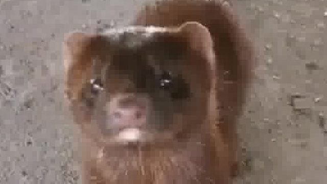 钓鱼的时候，有一只水貂在等你上鱼，是一种什么样的体验……