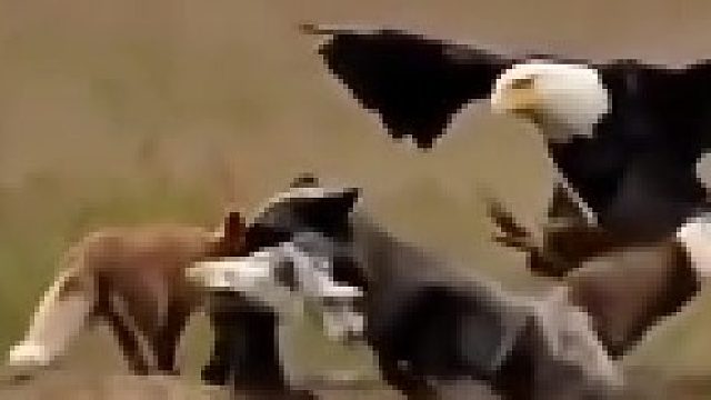 动物世界告诉我们，掌握制空权有多么重要……