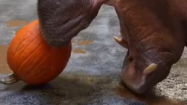 河马吃南瓜先一屁股坐碎