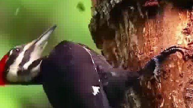 对一棵树来说是害虫，对一片森林来说是益虫