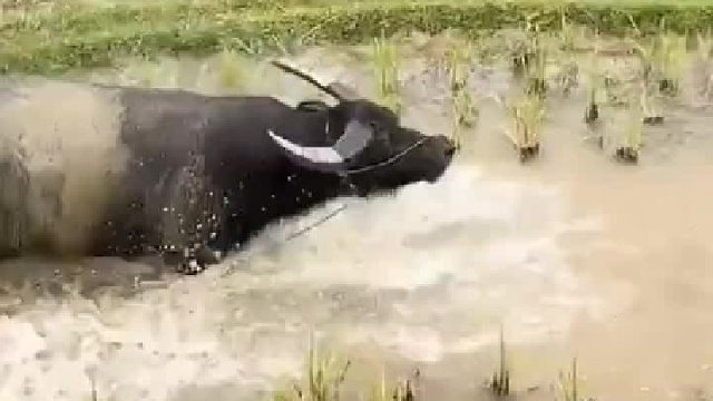 牛：我劳累了一辈子了就不能乐呵乐呵，高兴得像个一千多公斤的宝宝