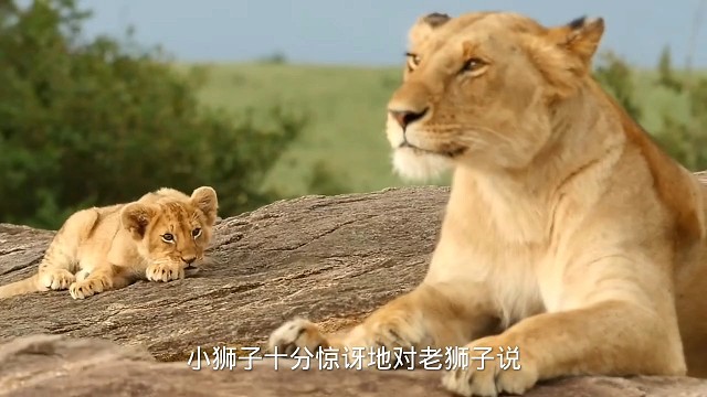 不走运的狮子的故事