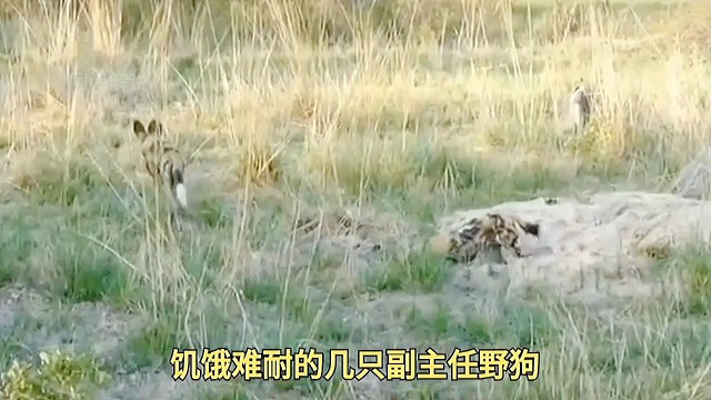 野狗副主任围堵在蓬蓬家门口，蓬蓬回家直接来了个倒车入库进洞