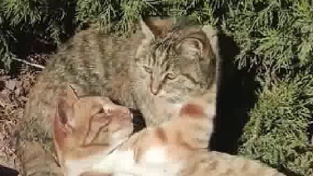 单身狗表示受到了一万点伤害