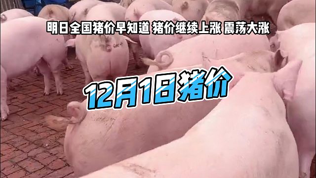 明日12月1日全国猪价早知道！明日猪价继续上涨 生猪价格震荡大涨#猪价行情 #明日猪价 #三农养猪