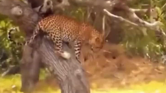 你以为豹子输掉了吗？