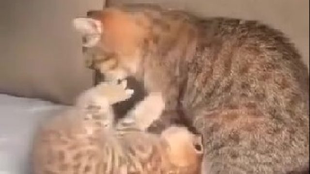 猫妈妈带皮孩子，熊孩子的战斗力真的很惊人