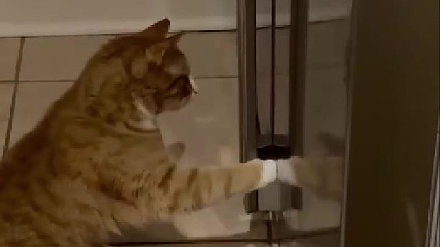 猫咪两只手臂抱住冰箱门把，往外一拉，成功打开冰箱了！