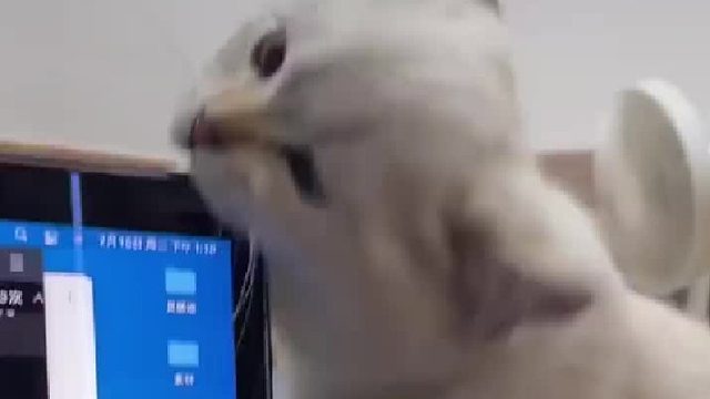 猫这一口咬下去有点贵！