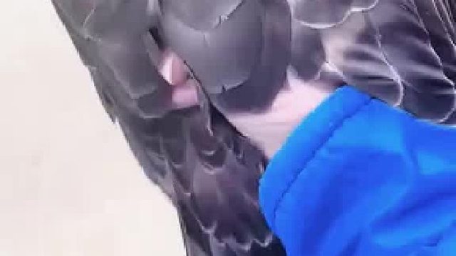 女子意外捉住一只游隼，徒手捉住的实力令网友惊呼