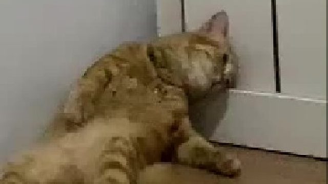 生无可恋的猫猫