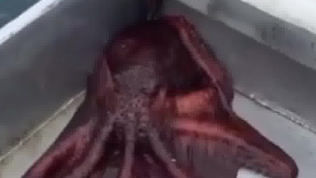 章鱼：来给你们表演一个极限逃生的魔术……