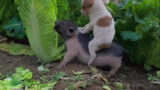 八戒背着狗狗拱白菜