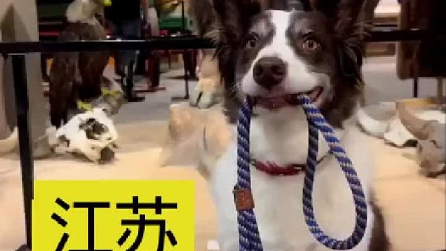 聪明反而害了自己，