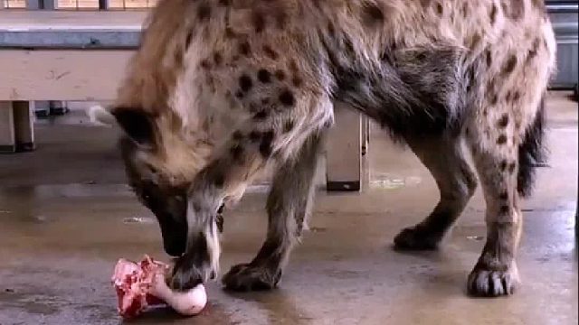 鬣老二啃大棒骨，嘎嘣脆~~