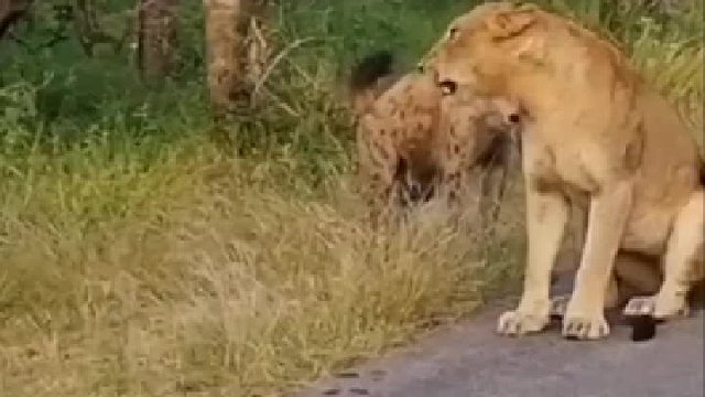 落单的母狮不如狗