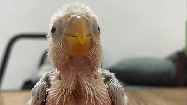 鸟：把我都笑秃了