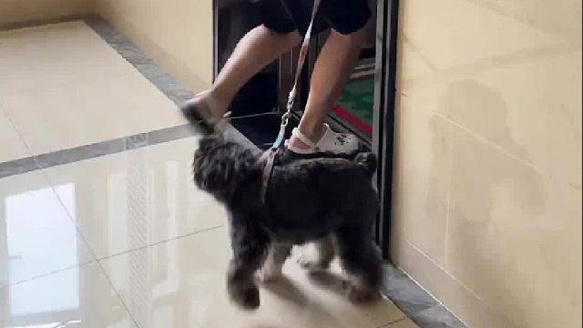 养狗人的电梯瞬间 有狗的人：太真实啦