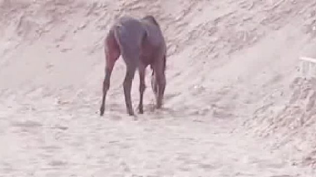 这马肯定很贵吧